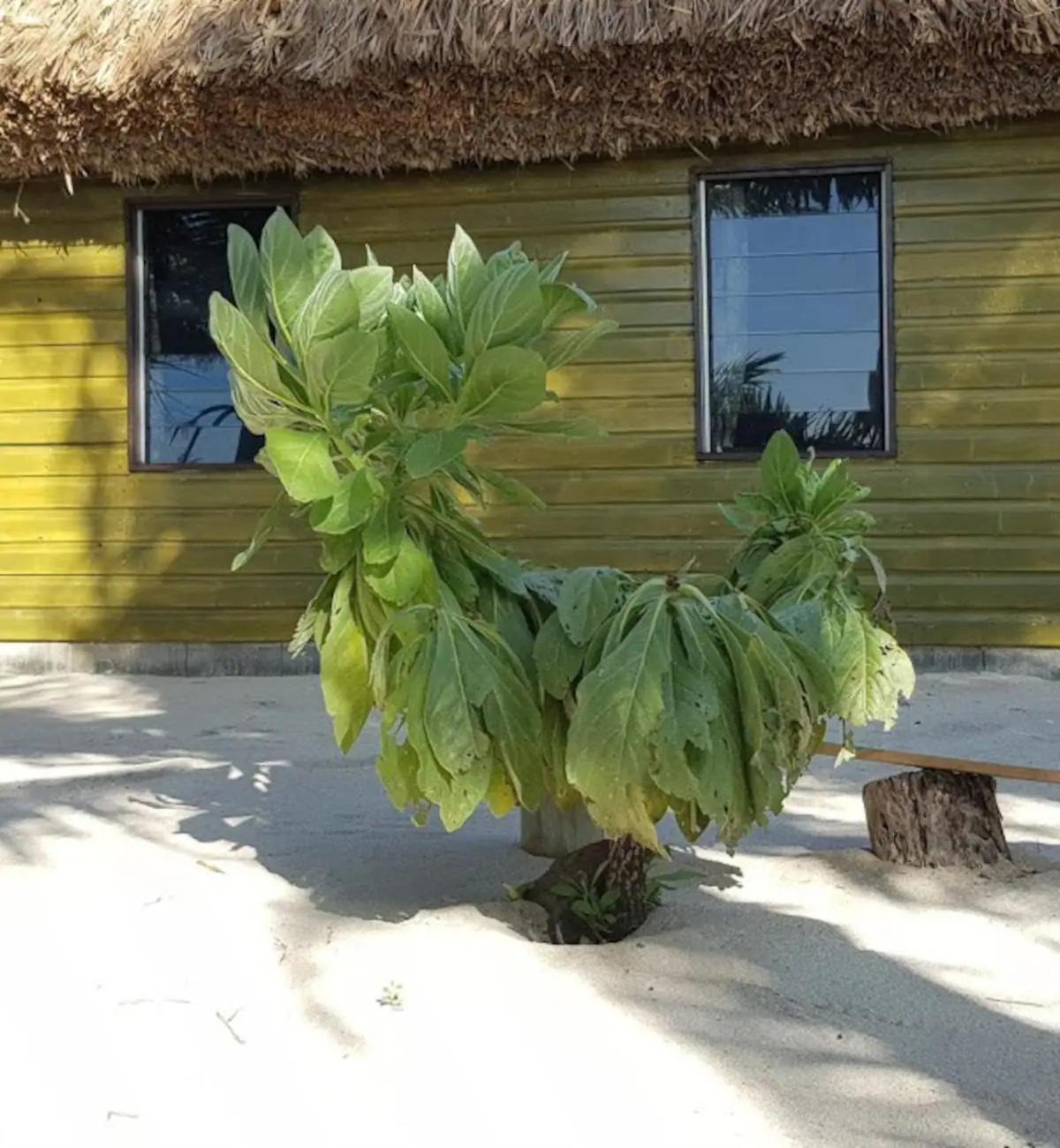 Gold Coast (adults Only) Lodge Nanuya Lailai